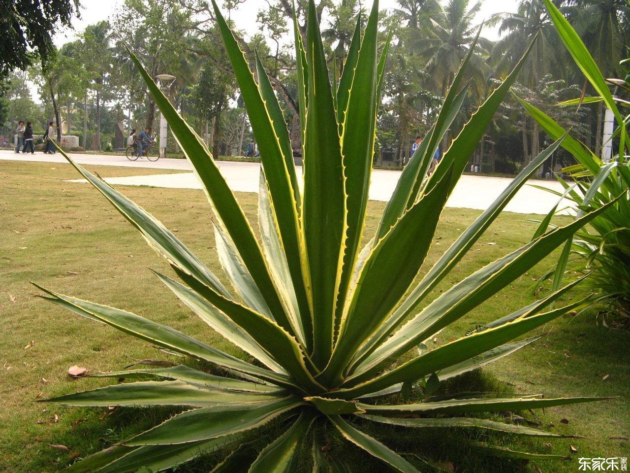 哪些植物去除甲醛效果好？